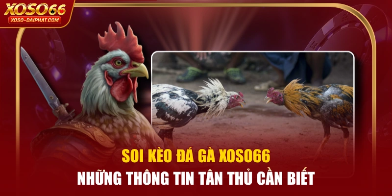 Soi Kèo Đá Gà XOSO66 - Những Thông Tin Tân Thủ Cần Biết 1 Soi Kèo Đá Gà XOSO66 - Những Thông Tin Tân Thủ Cần Biết