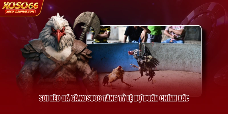 Soi Kèo Đá Gà XOSO66 - Những Thông Tin Tân Thủ Cần Biết 2 Soi kèo đá gà XOSO66 tăng tỷ lệ dự đoán chính xác